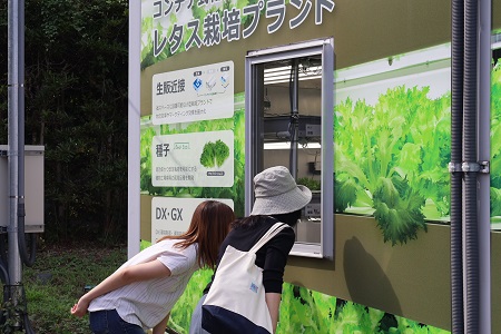 閉鎖型栽培プラントの中で生育するレタス